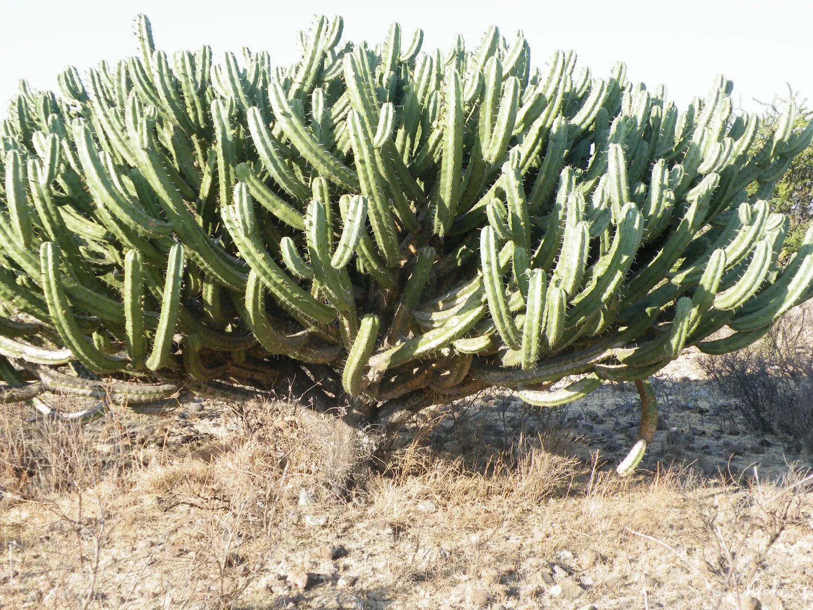 Blue Candle (Myrtillocactus Geometrizans) — making it an excellent choice for arid landscapes and minimalist gardens; scientifically termed, image 55
