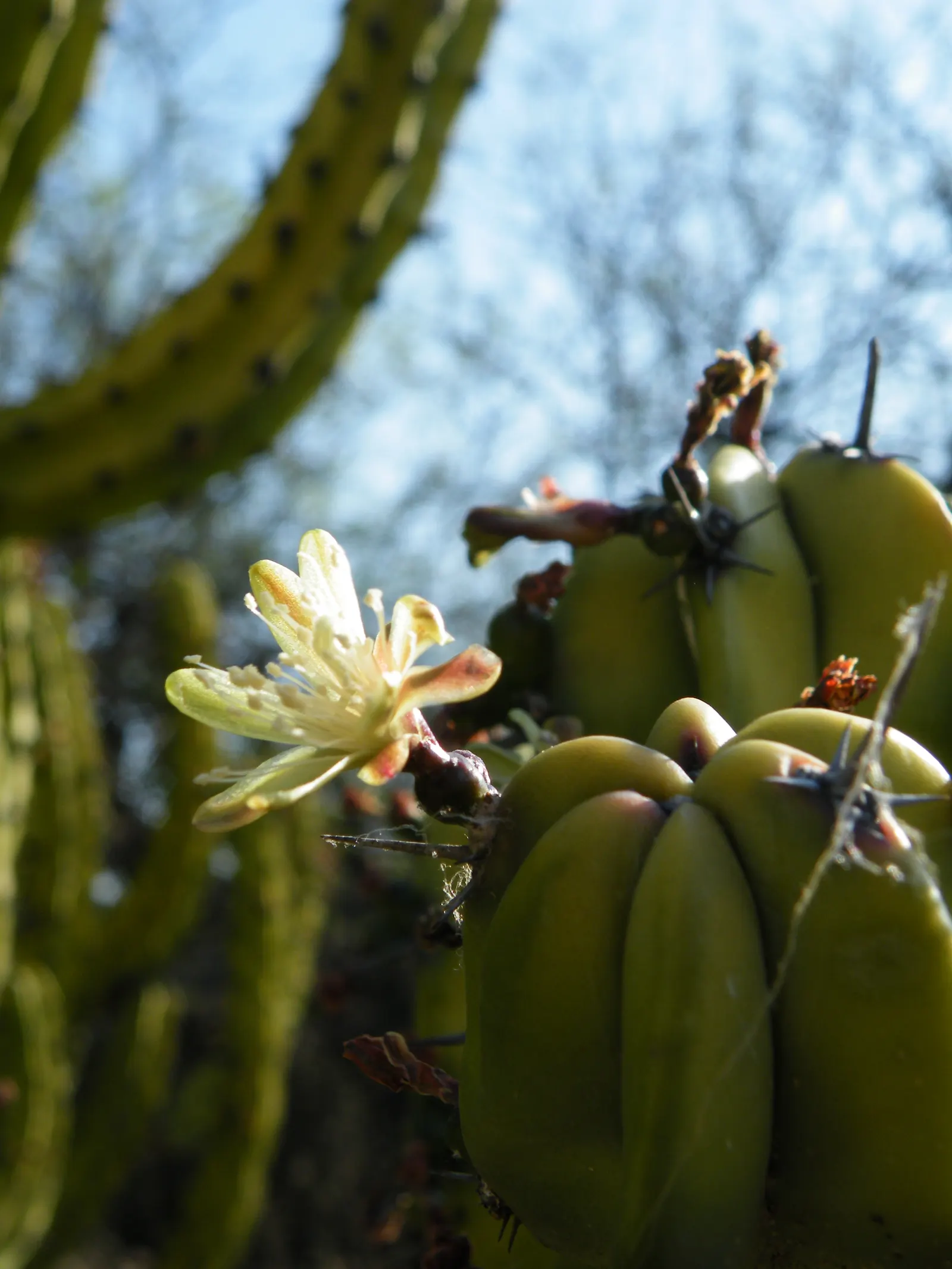 Blue Candle (Myrtillocactus Geometrizans) — Its blue-green stems produce white flowers and edible, purple fruits resembling blueberries; sometimes called