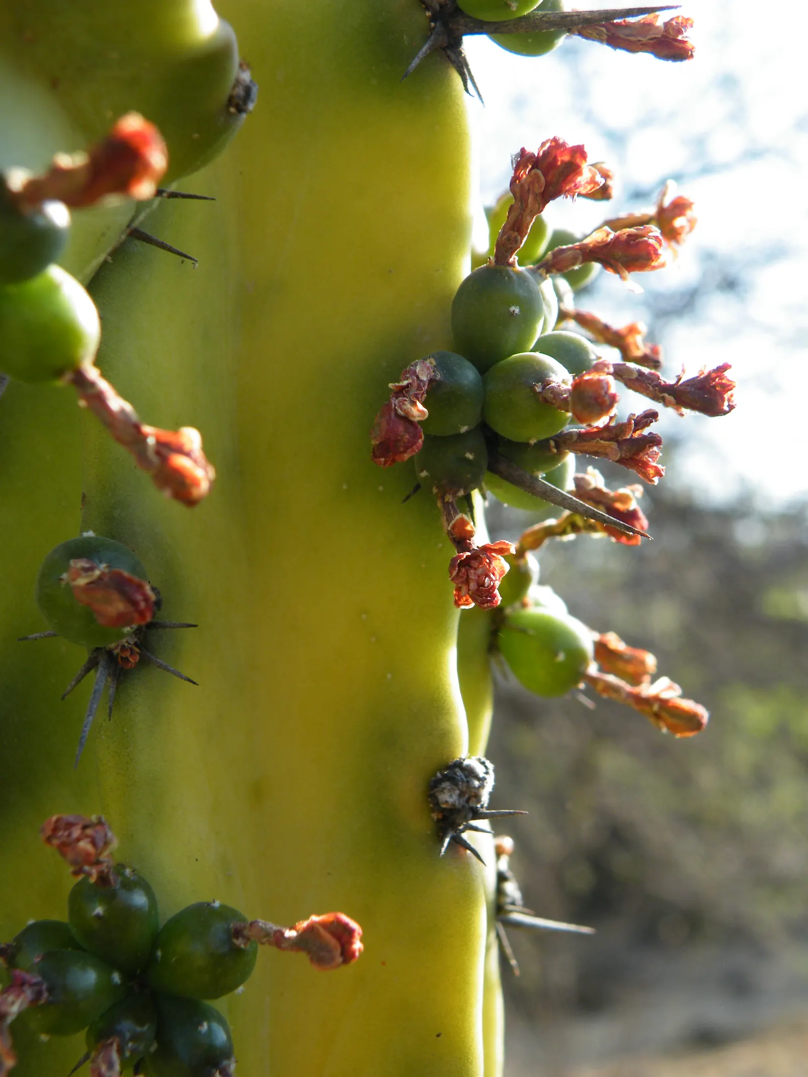 Blue Candle (Myrtillocactus Geometrizans) — is a striking columnar cactus that can reach up to 15 feet tall and spread 6-10 feet wide; this drought-tolerant