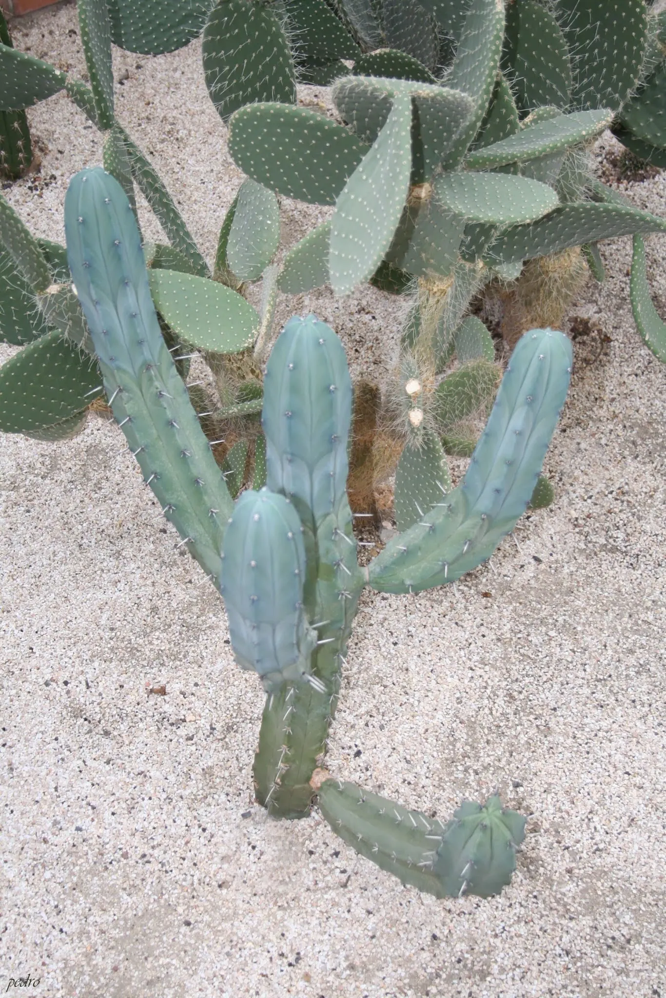 Blue Candle (Myrtillocactus Geometrizans) — ensuring it has enough clearance from walkways and structures; making it an excellent choice for arid landscapes