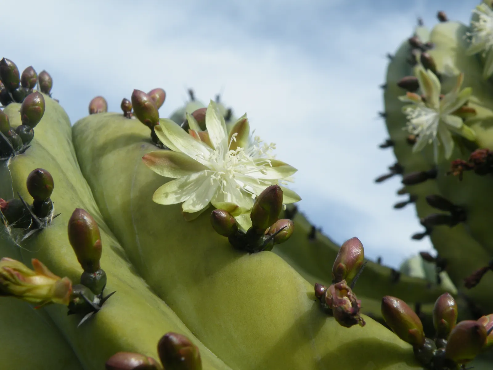 Blue Candle (Myrtillocactus Geometrizans) — presents a striking sculptural element in any landscape with its unique blue-green; its blue-green stems produce