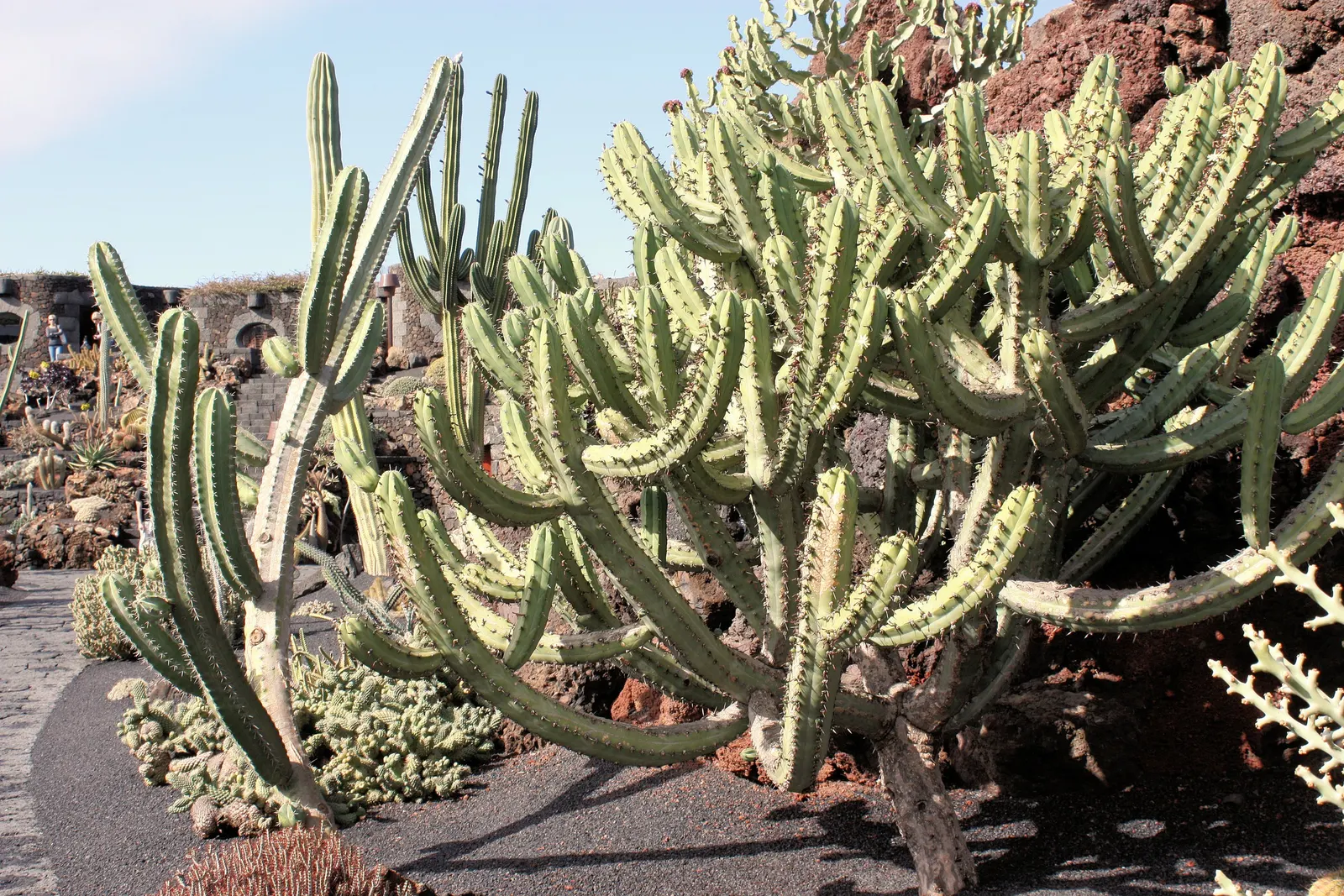 Blue Candle (Myrtillocactus Geometrizans) — which transform into edible; reaching skyward in an orderly