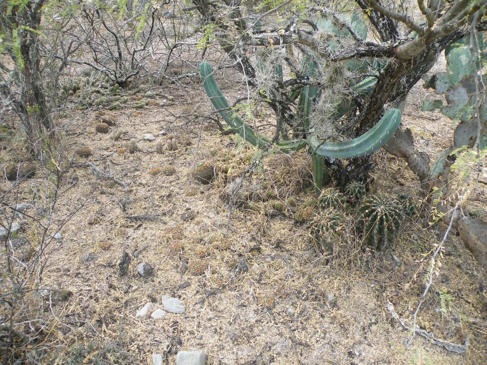 Blue Candle (Myrtillocactus Geometrizans) — ensuring it has enough clearance from walkways and structures; making it an excellent choice for arid, image 69