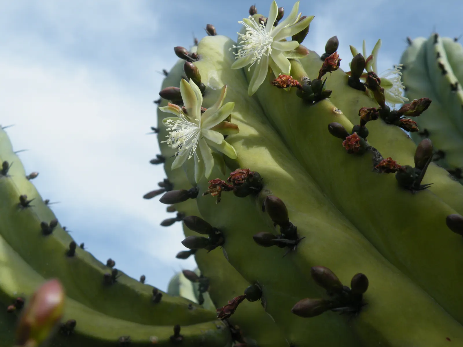 Blue Candle (Myrtillocactus Geometrizans) — Equipped with these facts, Blue Candle becomes not only an aesthetic choice but also an informed one