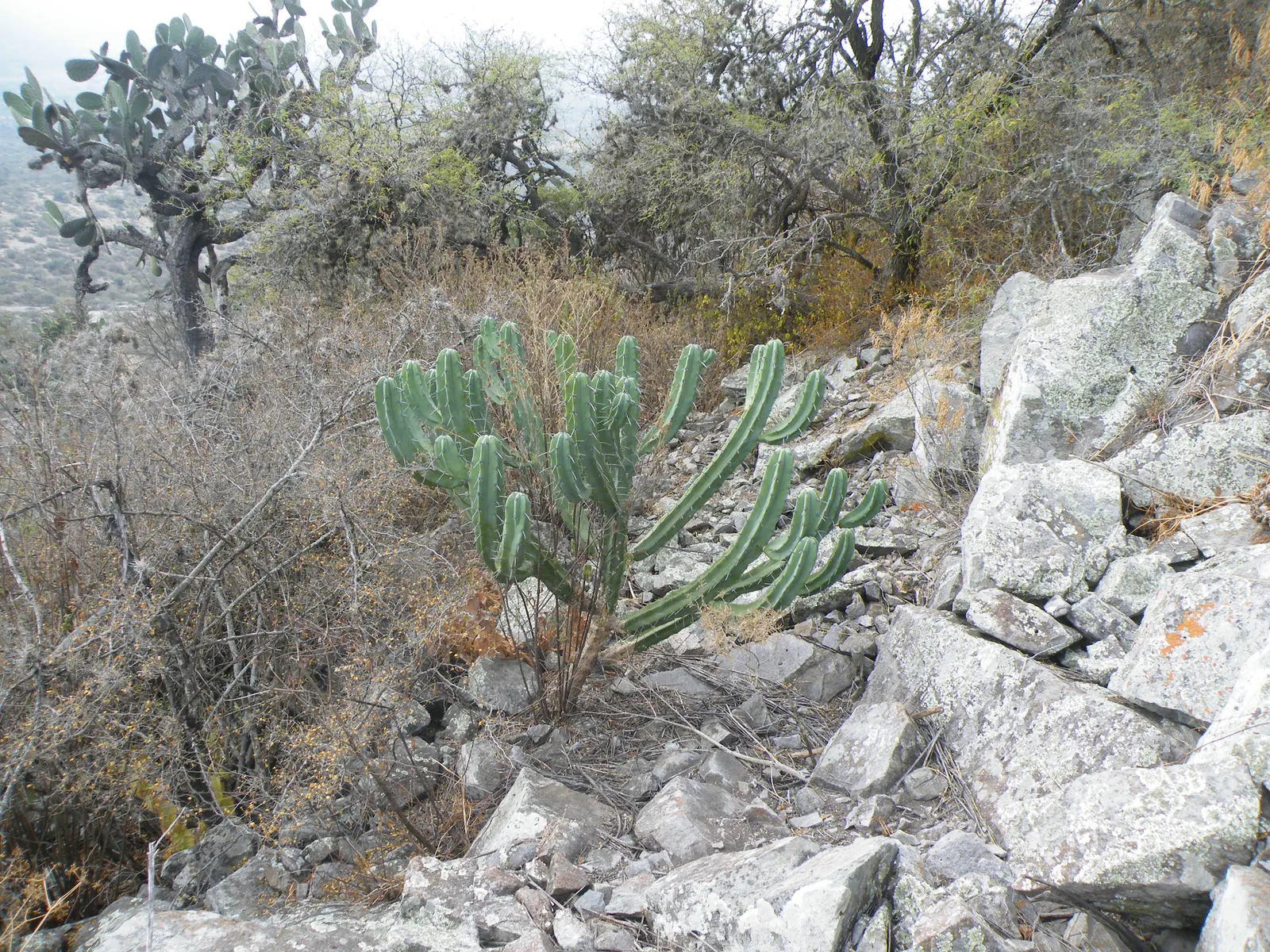 Blue Candle (Myrtillocactus Geometrizans) — presents a striking sculptural element in any landscape with its unique blue-green