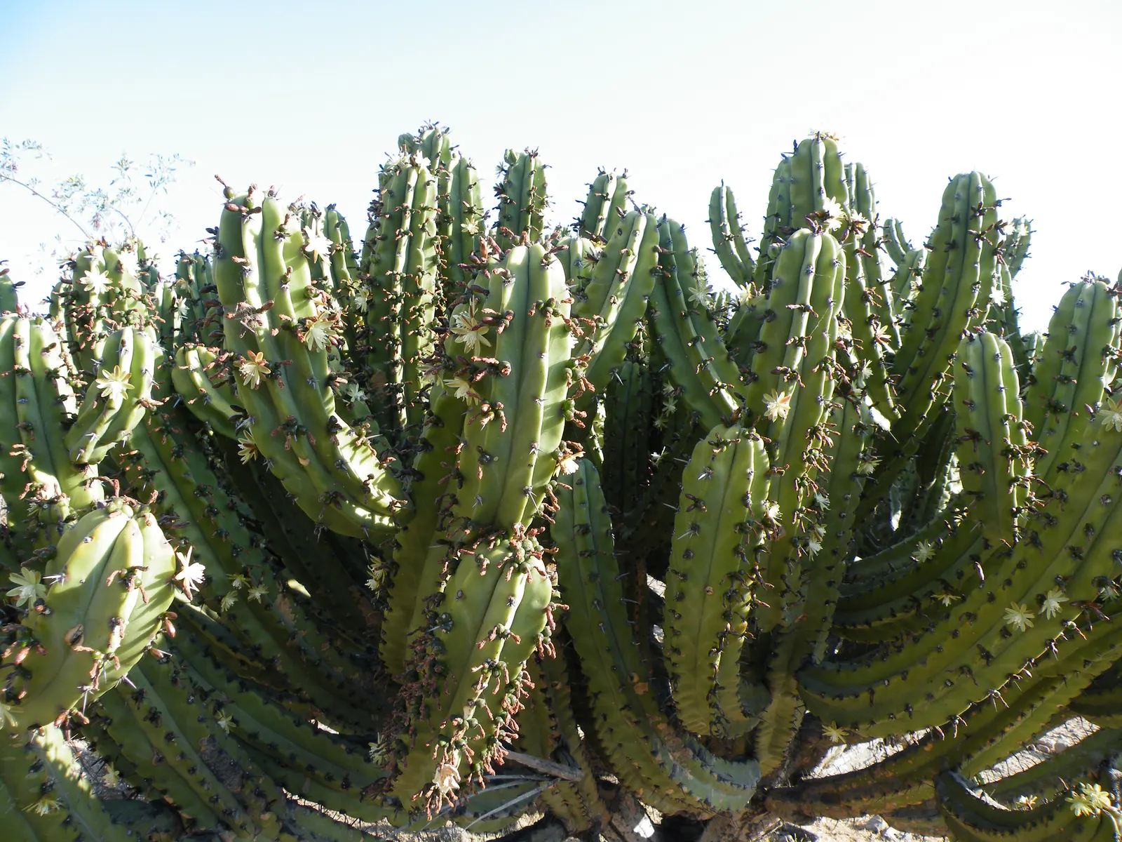 Blue Candle (Myrtillocactus Geometrizans) — presents a striking sculptural element in any landscape with its unique blue-green; its blue-green, image 58