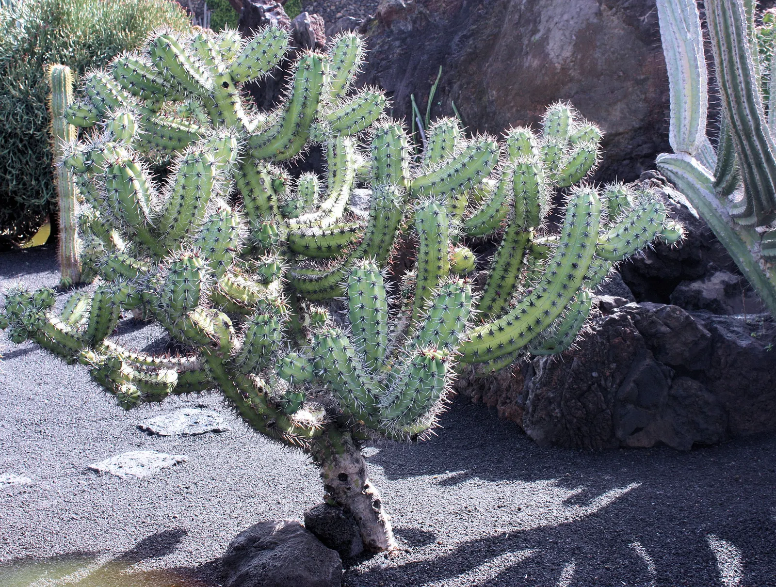Blue Candle (Myrtillocactus Geometrizans) — Equipped with these facts, Blue Candle becomes not only an aesthetic choice but also an informed one; commonly