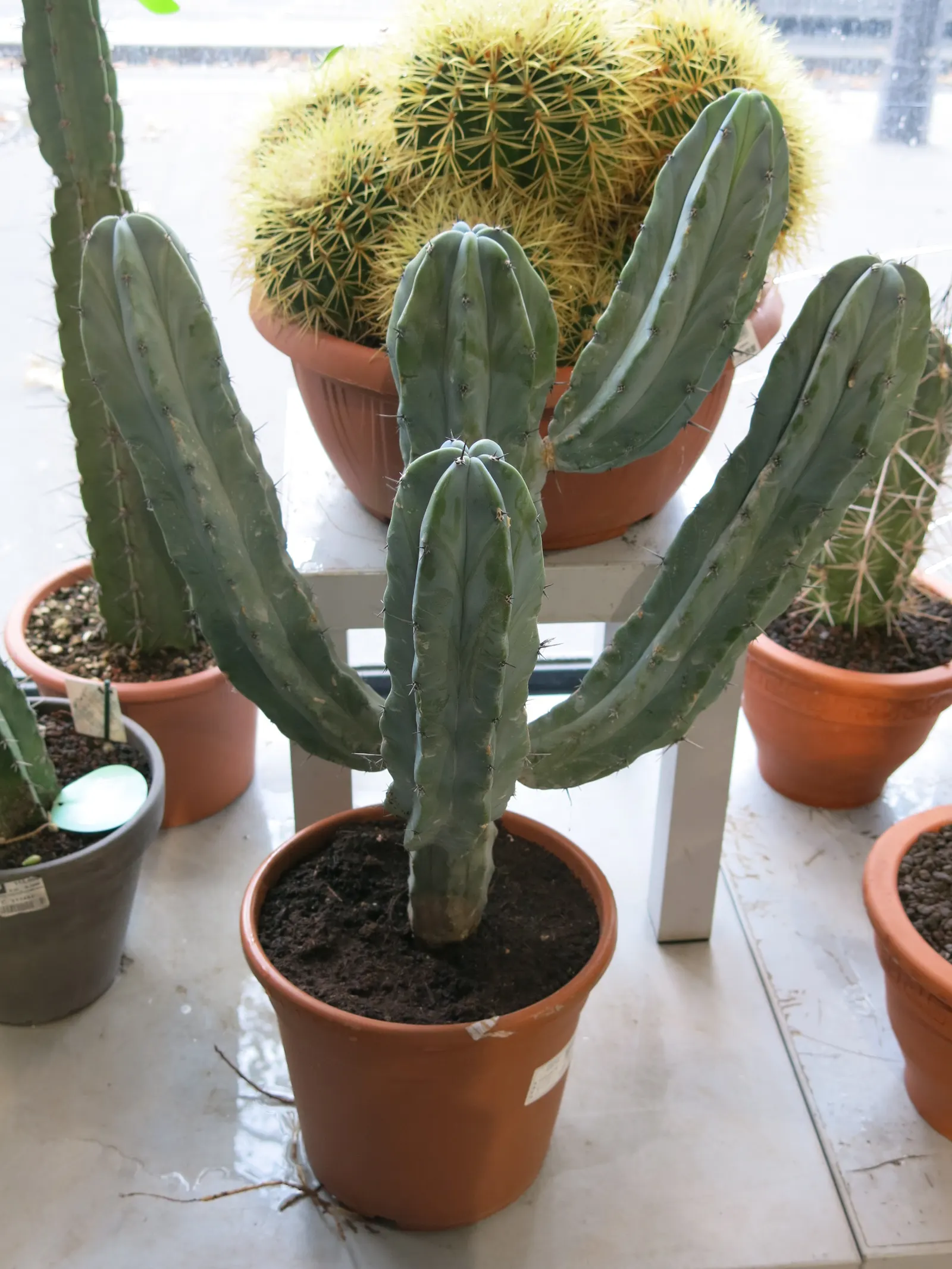 Blue Candle (Myrtillocactus Geometrizans) — Full sun exposure is ideal to ensure robust growth and the healthiest form