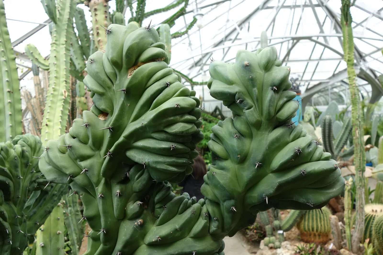 Blue Candle (Myrtillocactus Geometrizans) — scientifically termed Myrtillocactus geometrizans; and protective measures may be necessary to safeguard