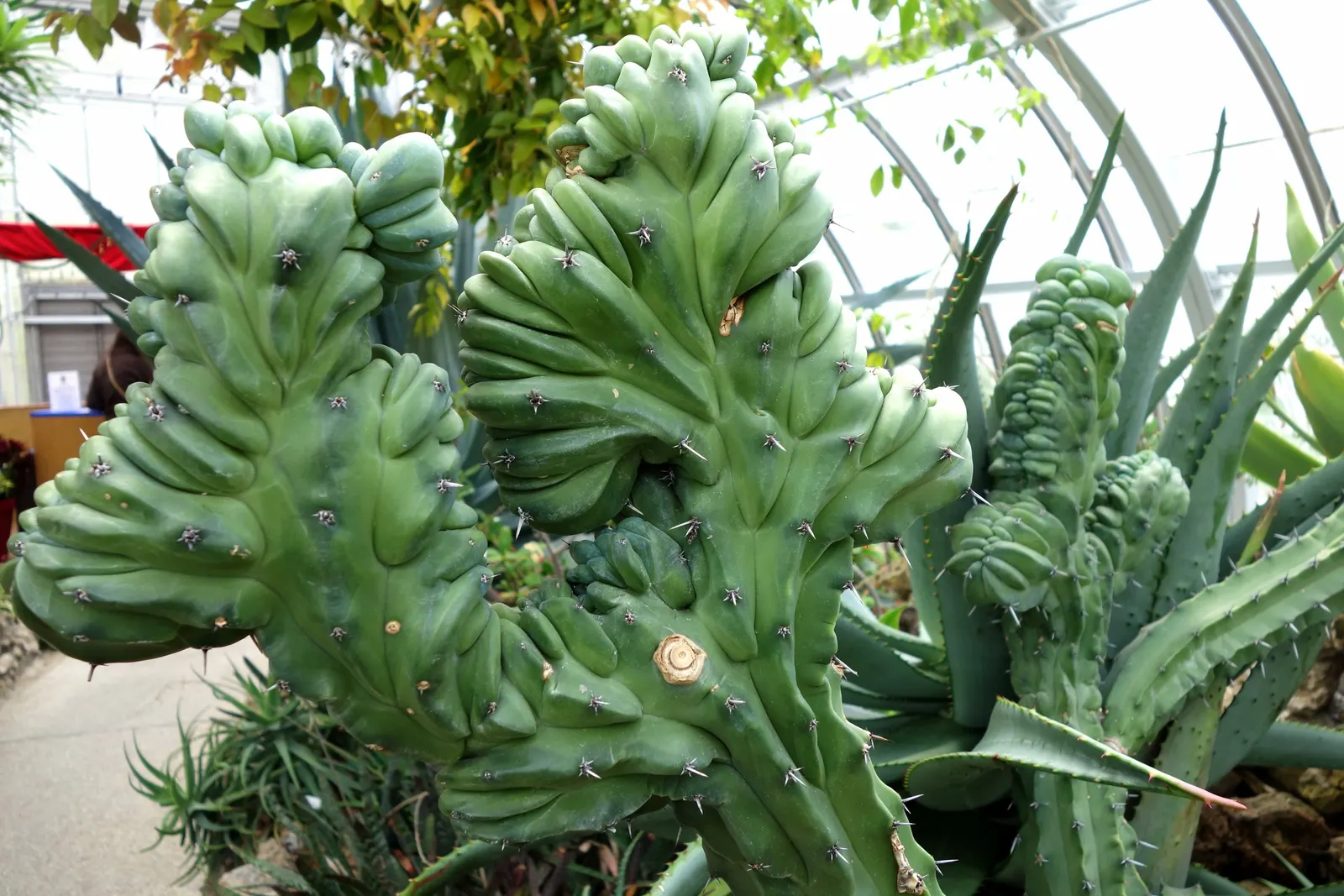 Blue Candle (Myrtillocactus Geometrizans) — Full sun exposure is ideal to ensure robust growth and the healthiest form; frost-sensitive, it's best suited for