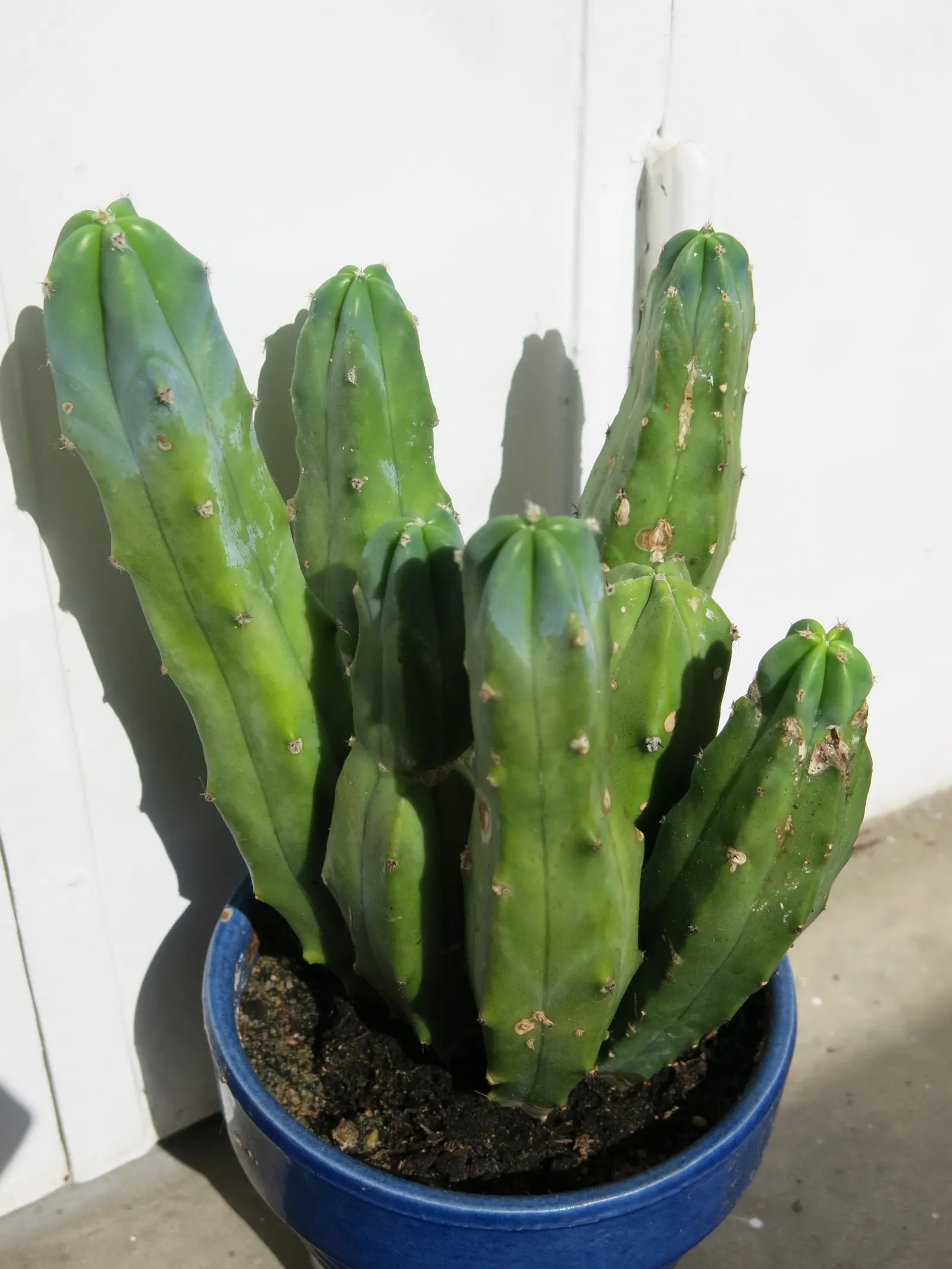 Blue Candle (Myrtillocactus Geometrizans) — and protective measures may be necessary to safeguard individuals from the sharp spines