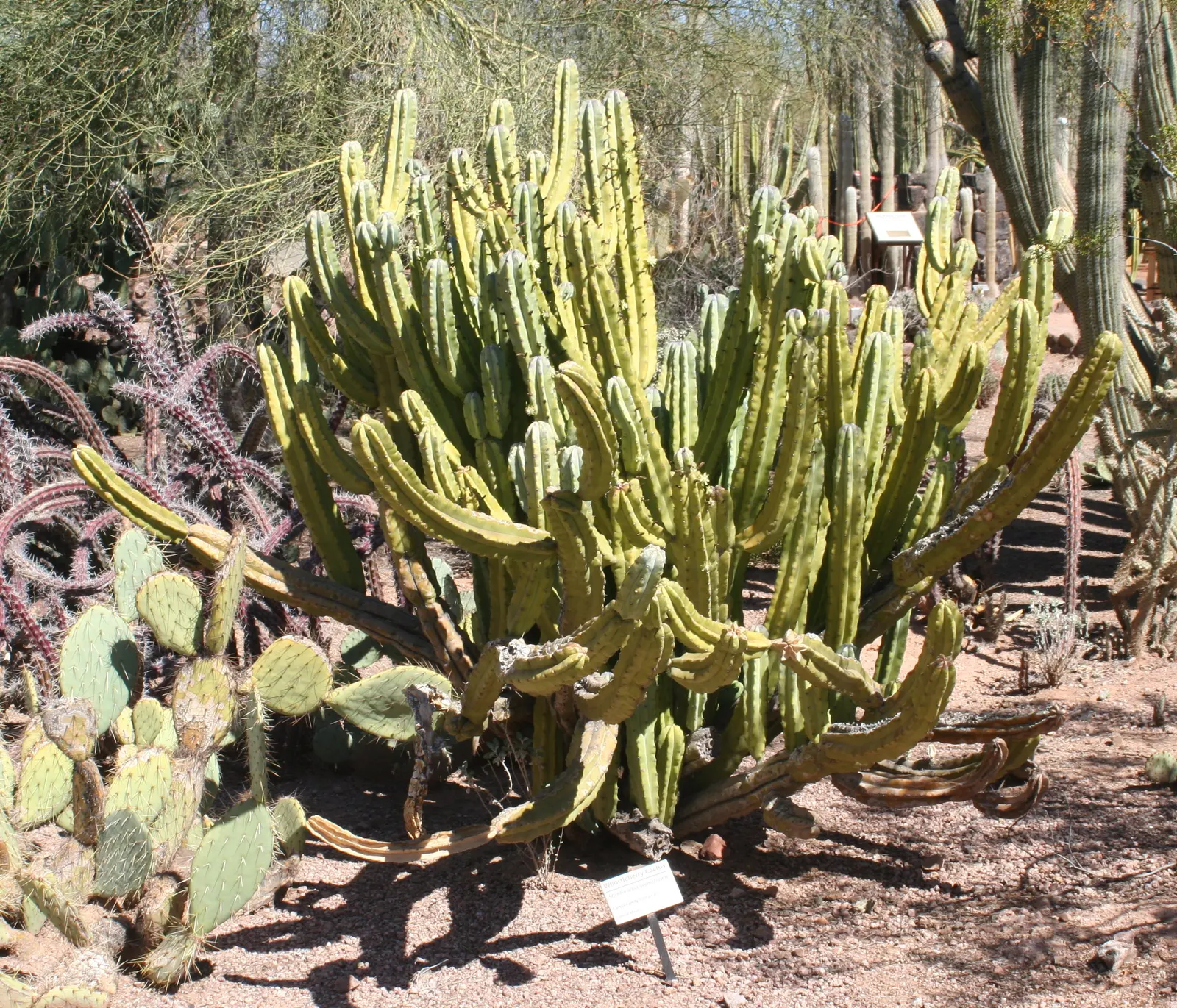Blue Candle (Myrtillocactus Geometrizans) — Blue Candle exhibits creamy white flowers