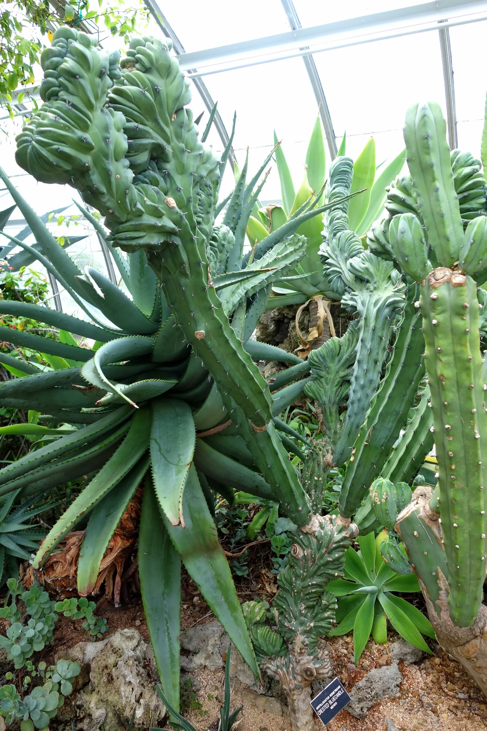 Blue Candle (Myrtillocactus Geometrizans) — though it can tolerate some partial shade, image 38