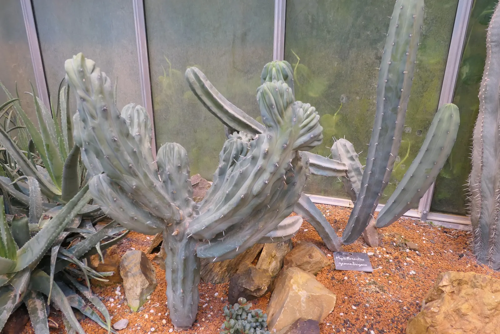 Blue Candle (Myrtillocactus Geometrizans) — commonly known as Blue Candle; drought-tolerant plant thrives in full sun and well-draining soil, image 51