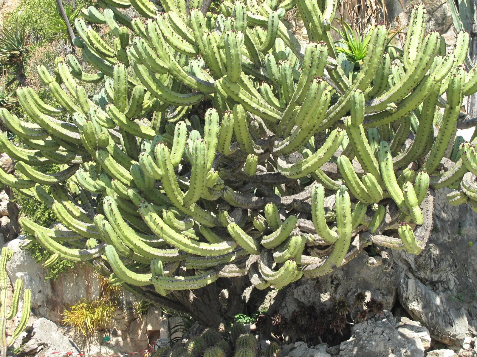 Blue Candle (Myrtillocactus Geometrizans) — is a striking columnar cactus that can reach up to 15 feet tall and spread 6-10 feet wide