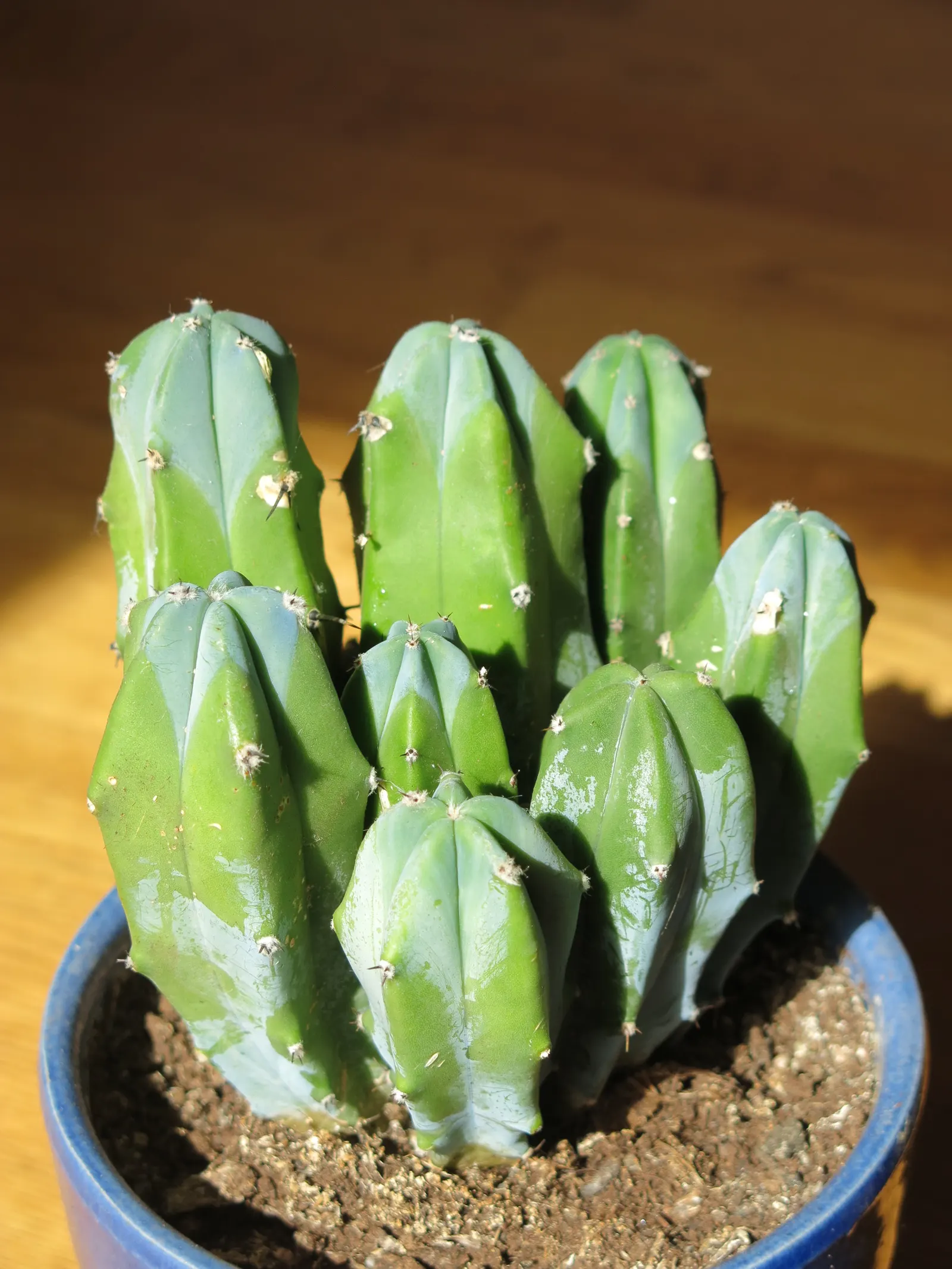 Blue Candle (Myrtillocactus Geometrizans) — white flowers in the garden