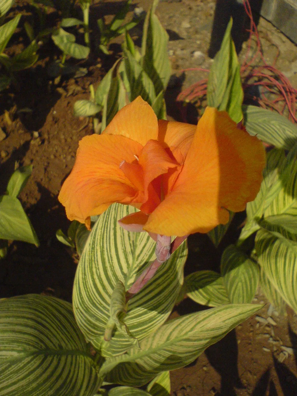 Common Garden Canna (Canna 'Erebus') — perennial with pink blooms