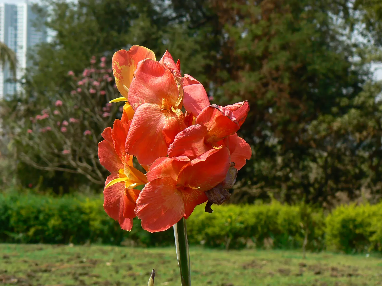 Common Garden Canna (Canna 'Erebus') — Hardy and robust, 'Erebus' offers a tropical flair, ideal for borders or focal points; the Canna 'Erebus' boasts