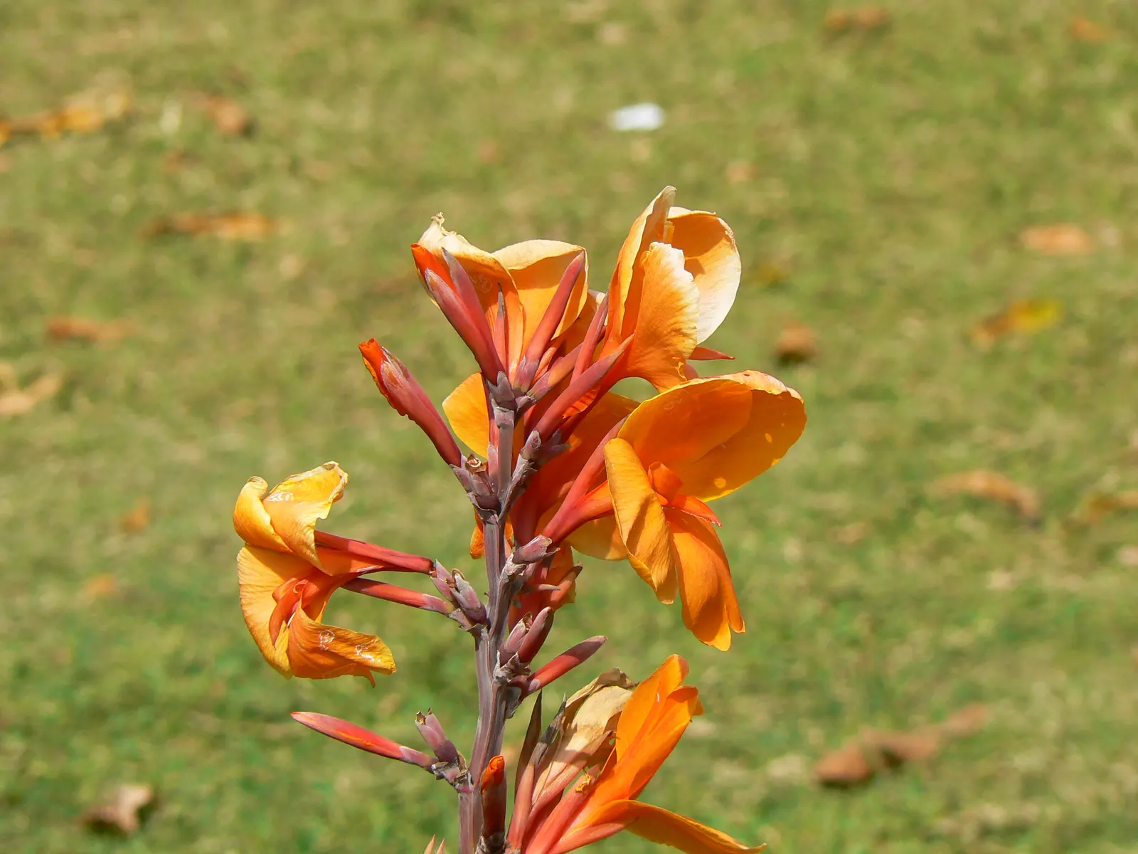 Common Garden Canna (Canna 'Erebus') — Thrives in zones 7-10, requiring moderate watering