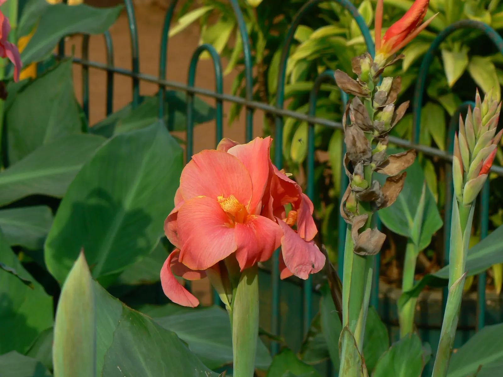 Common Garden Canna (Canna 'Erebus') — <br><br>For optimal growth
