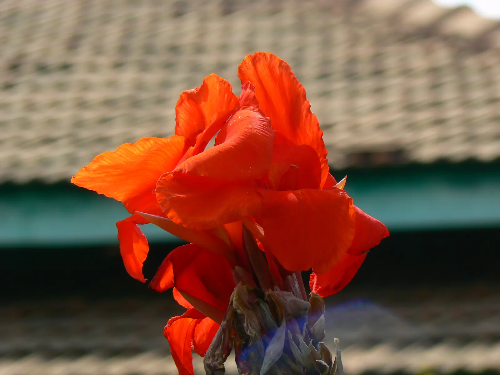 Common Garden Canna (Canna 'Erebus') — Reaching an average height of 3 to 4 feet; amending the garden bed with organic matter will help provide the necessary