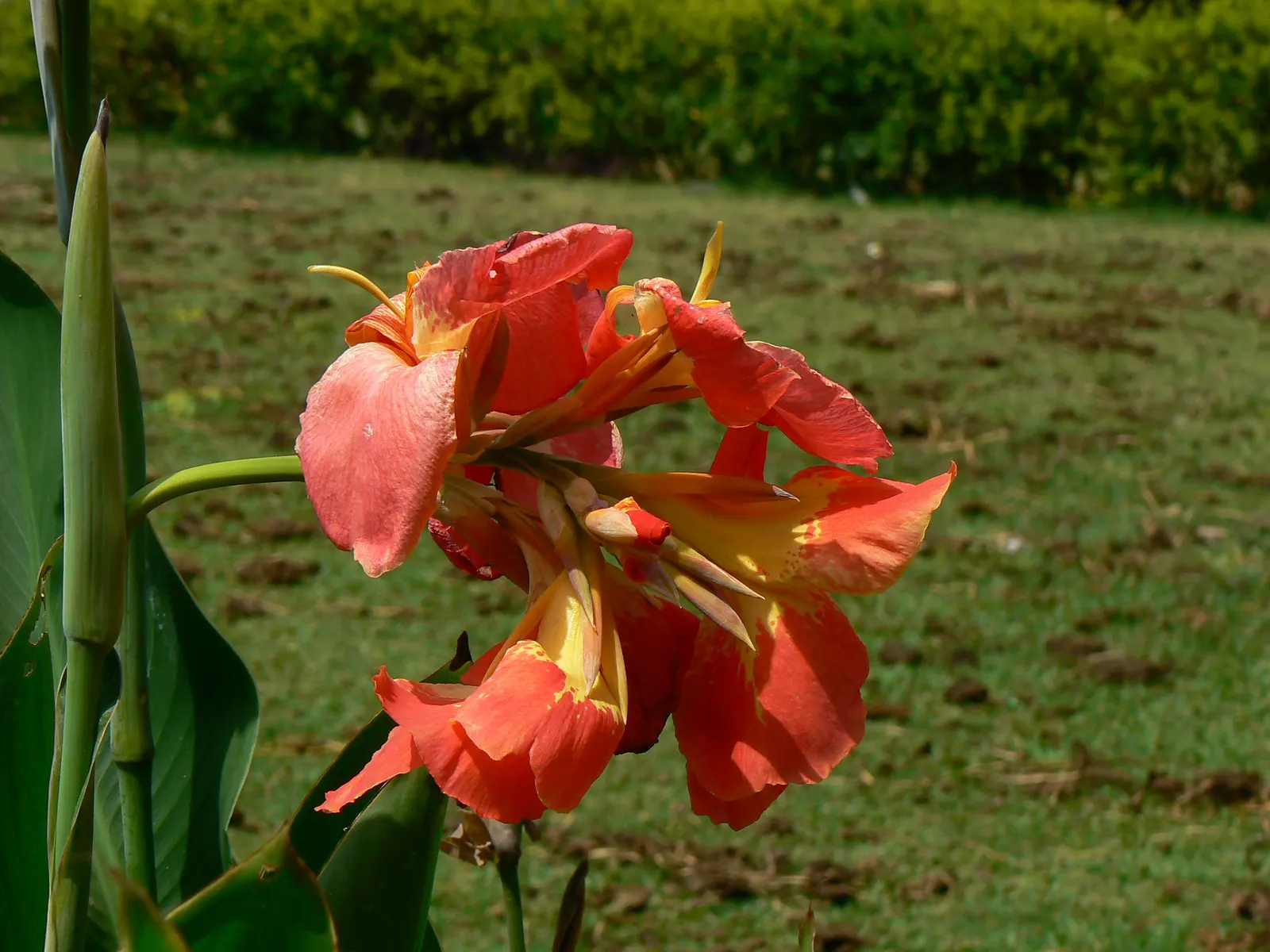 Common Garden Canna (Canna 'Erebus') — it is prudent to cut back foliage after it fades