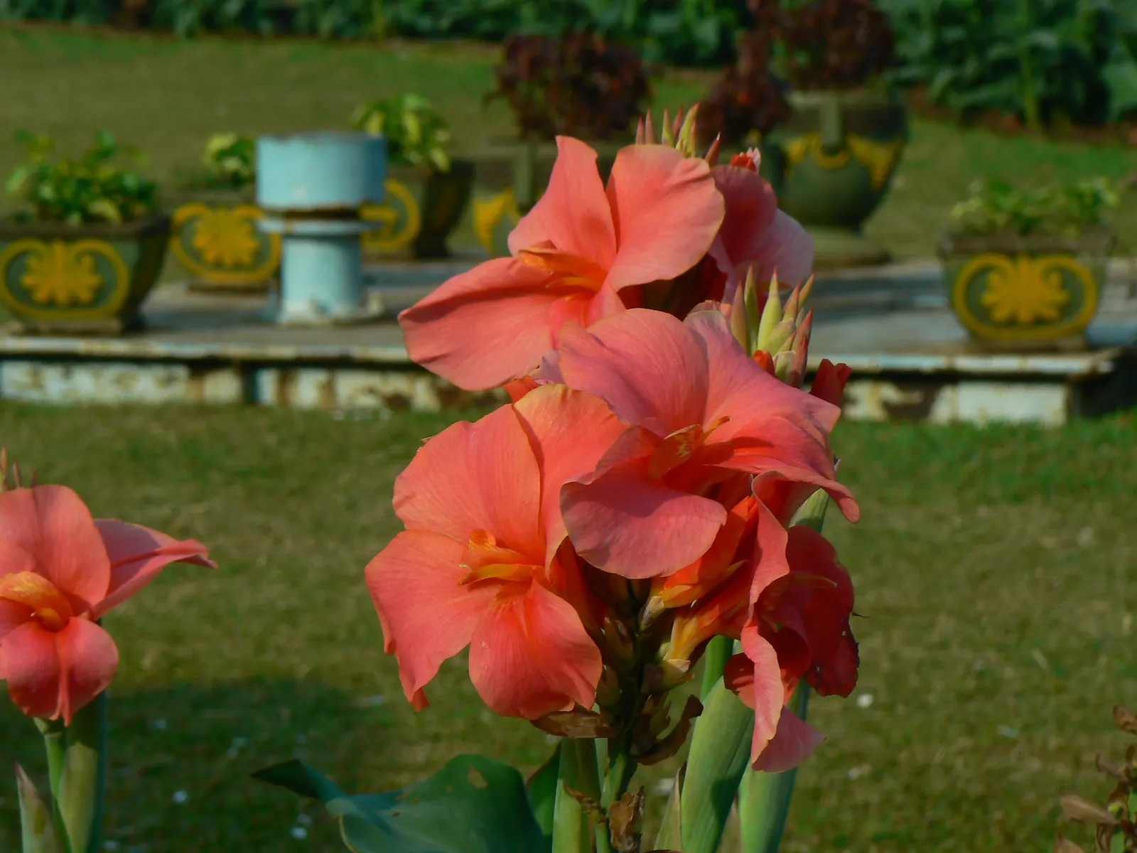 Common Garden Canna (Canna 'Erebus') — It should be noted that while it is a robust plant