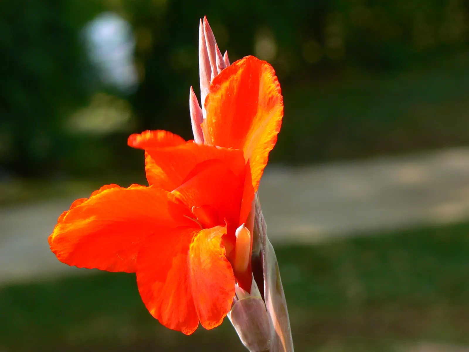 Common Garden Canna (Canna 'Erebus') — This perennial prefers full sun to partial shade; lift the rhizomes to store over winter for replanting the following