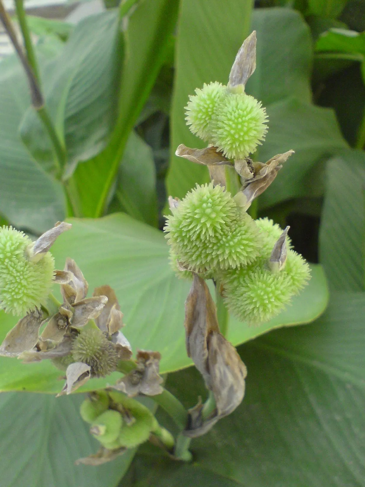 Common Garden Canna (Canna 'Erebus') — banana-like leaves that create an impressive backdrop for its vibrant flowers; it can be vulnerable to pests such as