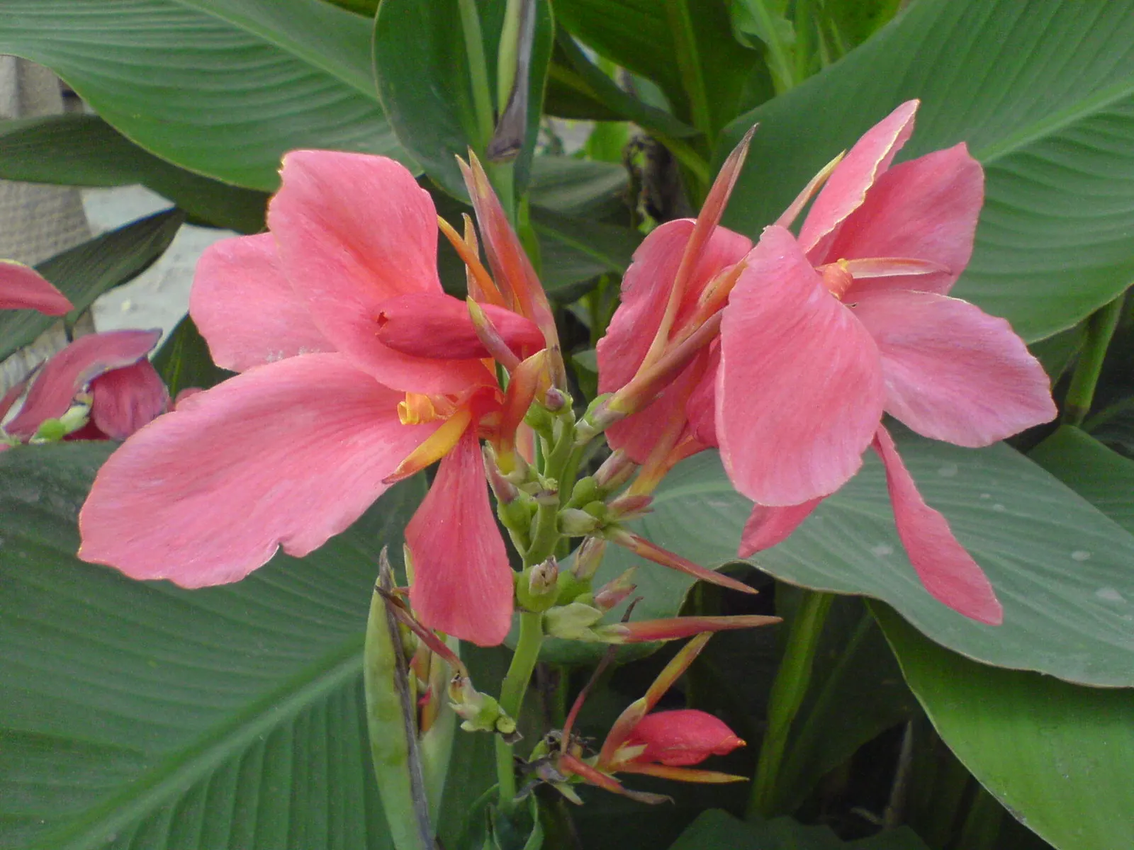 Common Garden Canna (Canna 'Erebus') — Reaching an average height of 3 to 4 feet