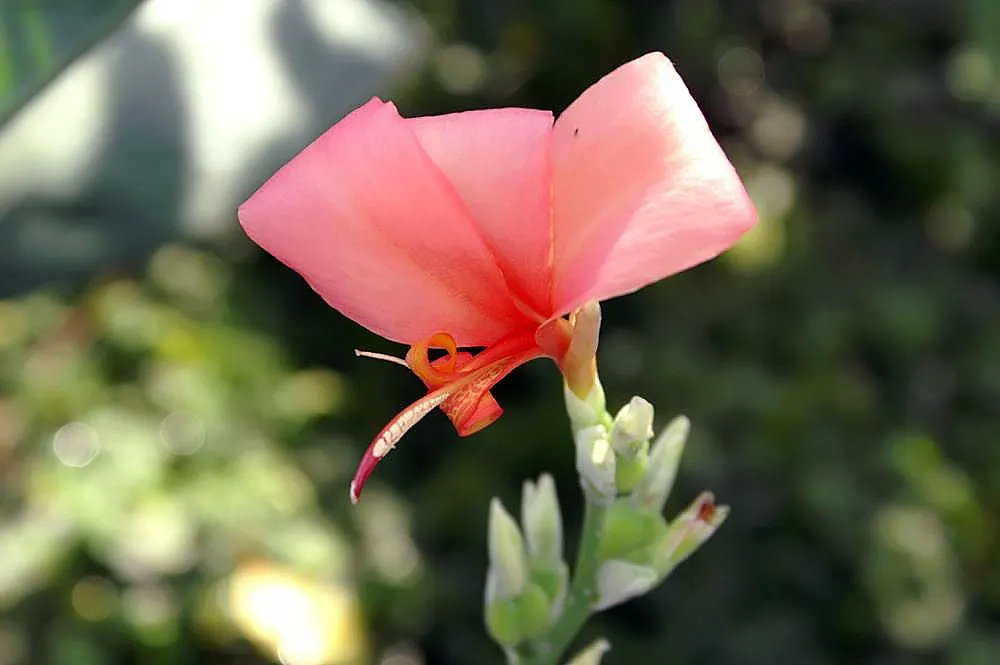 Common Garden Canna (Canna 'Erebus') — These flowers add a warm hue to the garden and can reach up to 6 inches across; a key feature of this plant is its