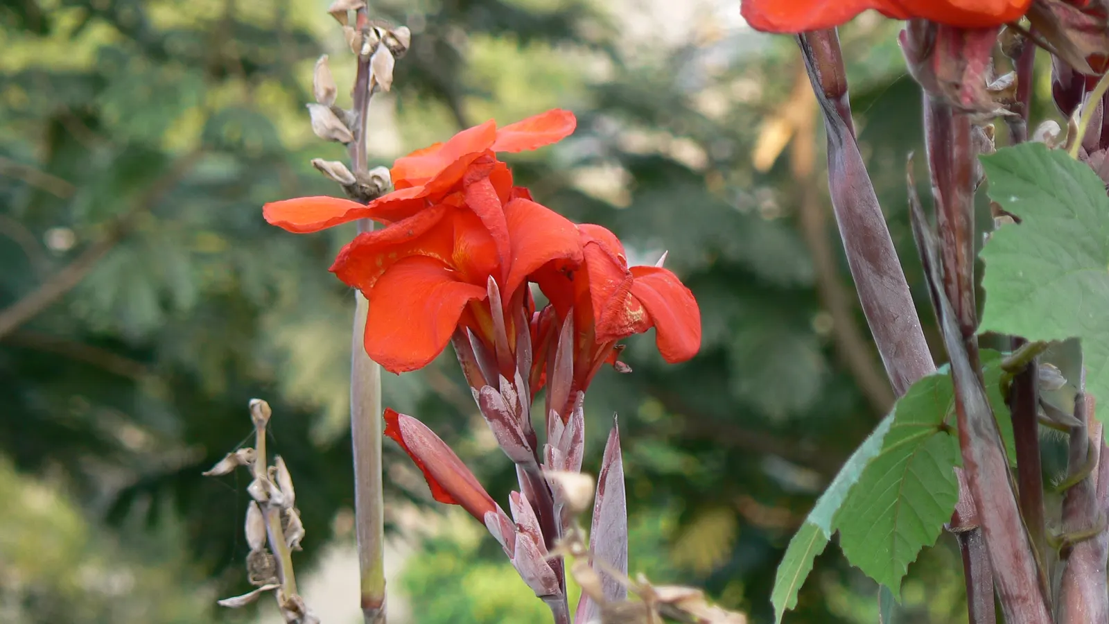 Common Garden Canna (Canna 'Erebus') — This perennial prefers full sun to partial shade