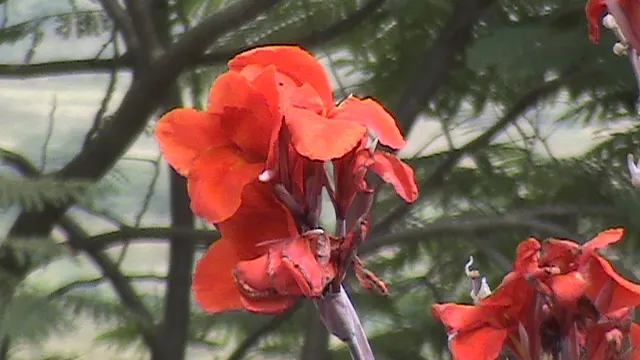 Common Garden Canna (Canna 'Erebus') — Thrives in zones 7-10, requiring moderate watering; banana-like leaves that create an impressive backdrop for its