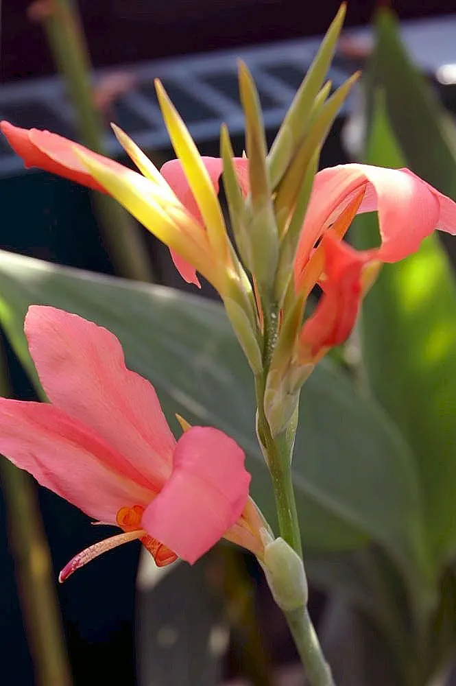 Common Garden Canna (Canna 'Erebus') — the Erebus showcases its true glory