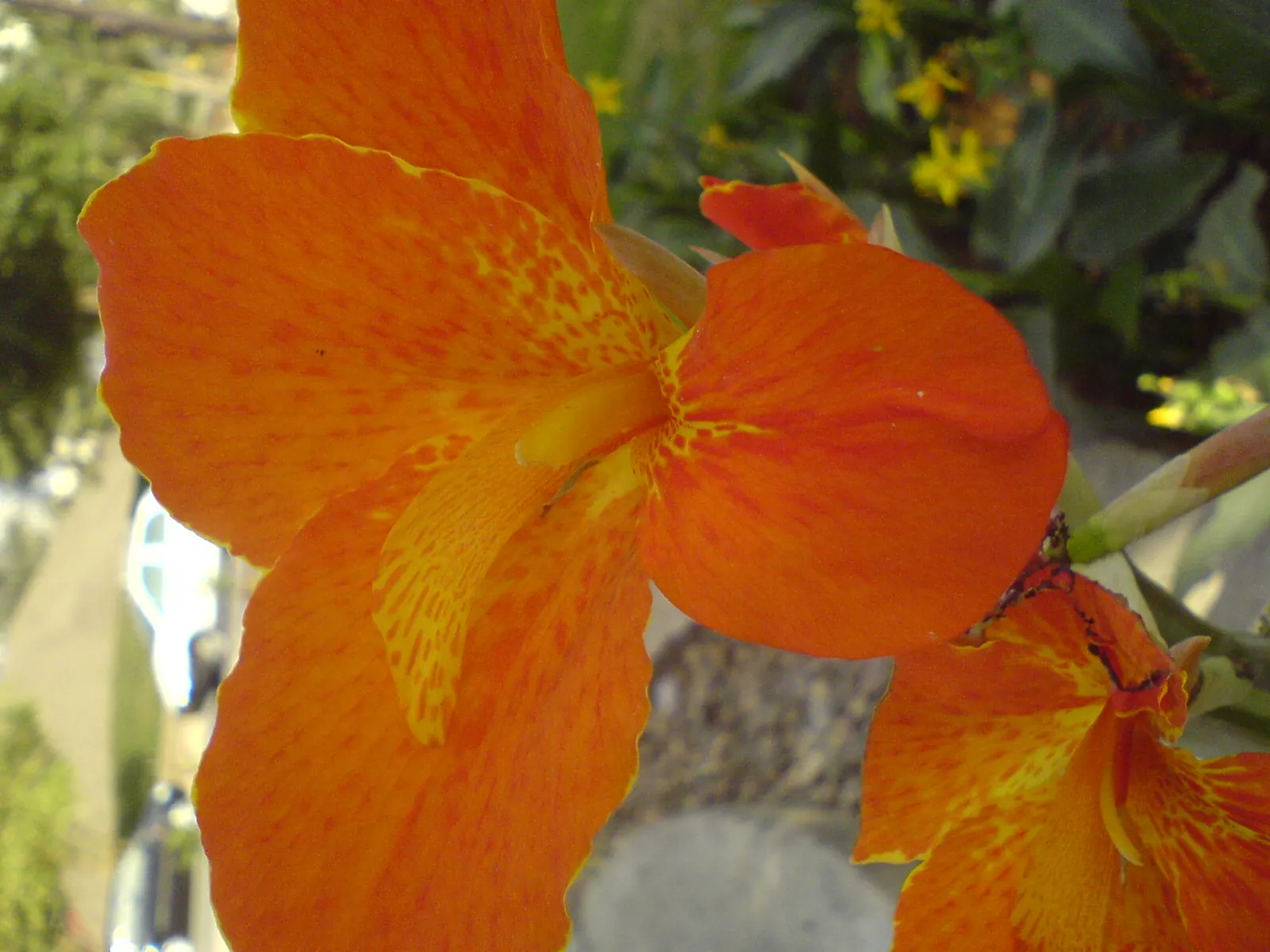 Common Garden Canna (Canna 'Erebus') — During the summer and fall months; pink flowers in the garden