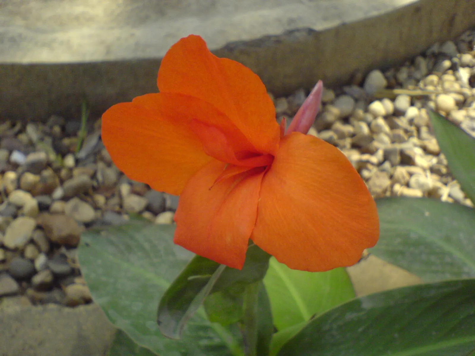 Common Garden Canna (Canna 'Erebus') — Vivid peach-colored flowers emerge amid the greenery, reaching heights between 3 to 4 feet