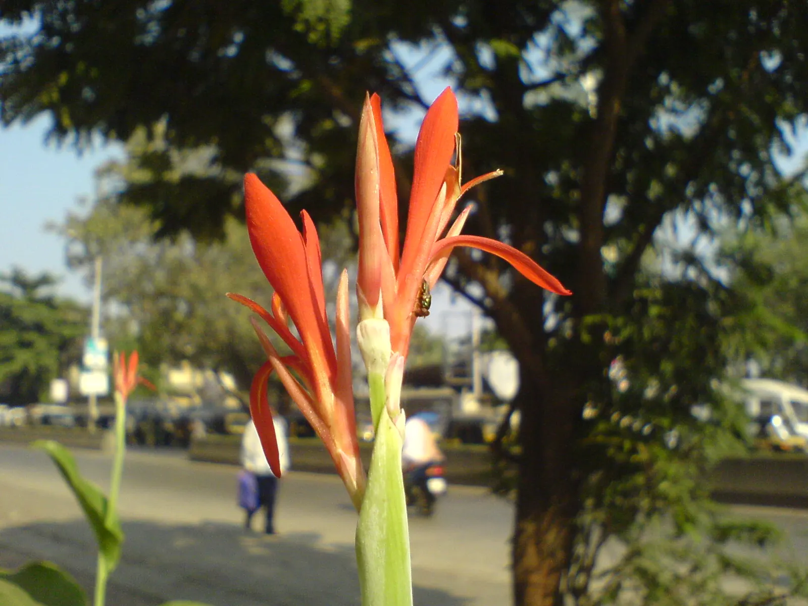 Common Garden Canna (Canna 'Erebus') — the Canna 'Erebus' prefers a spot that receives full sun to partial shade