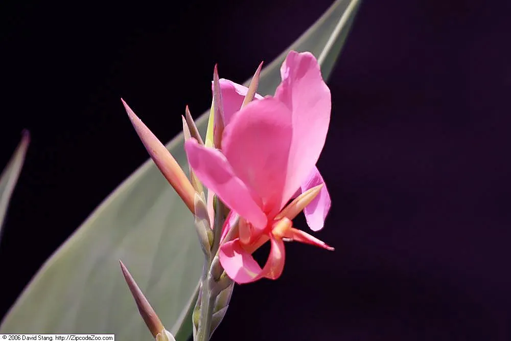 Common Garden Canna (Canna 'Erebus') — the Canna 'Erebus' prefers a spot that receives full sun to partial shade; leaves span up to 24 inches in length, with