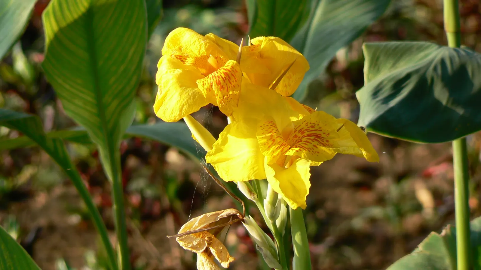Common Garden Canna (Canna 'Erebus') — producing clusters of delicate apricot to soft orange blossoms