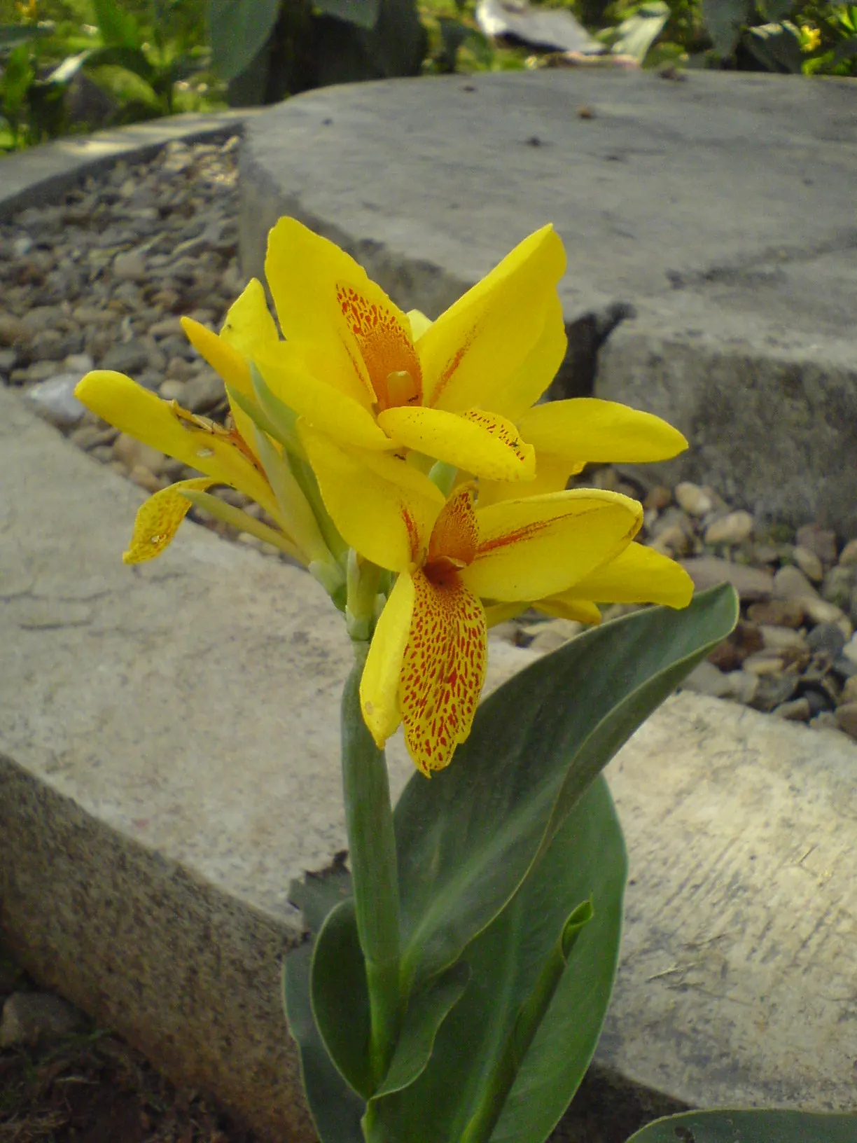 Common Garden Canna (Canna 'Erebus') — it can be vulnerable to pests such as slugs and canna leaf rollers.<br><br>In terms of maintenance