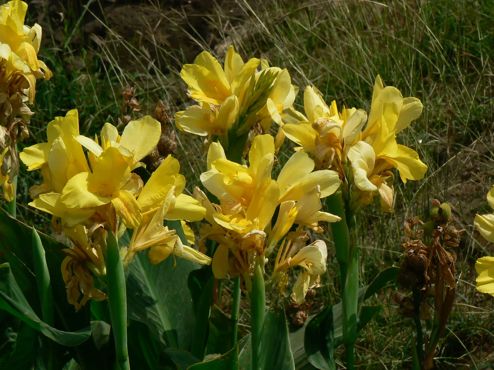 Common Garden Canna (Canna 'Erebus') — These flowers add a warm hue to the garden and can reach up to 6 inches across