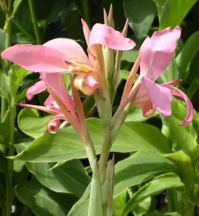 Common Garden Canna (Canna 'Erebus') — <br><br>For optimal growth; this process ensures the preservation of the Canna 'Erebus' for recurrent seasonal enjoyment
