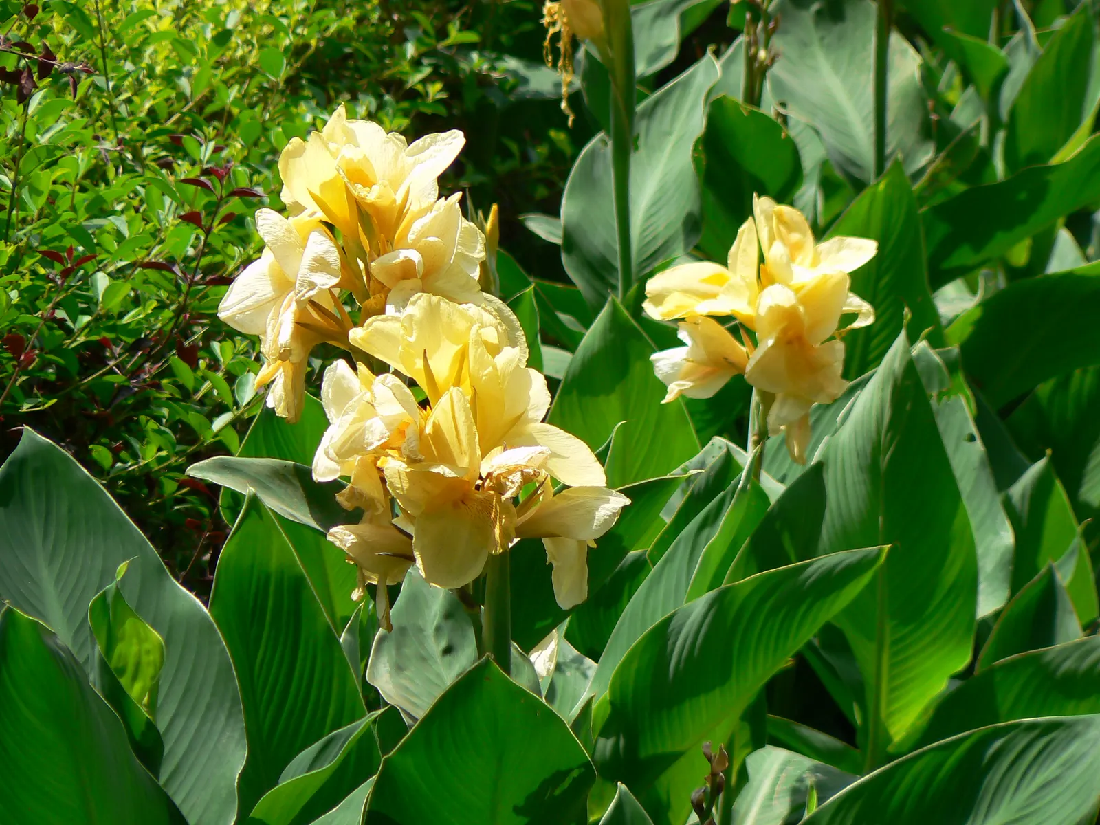 Common Garden Canna (Canna 'Erebus') — banana-like leaves that create an impressive backdrop for its vibrant flowers