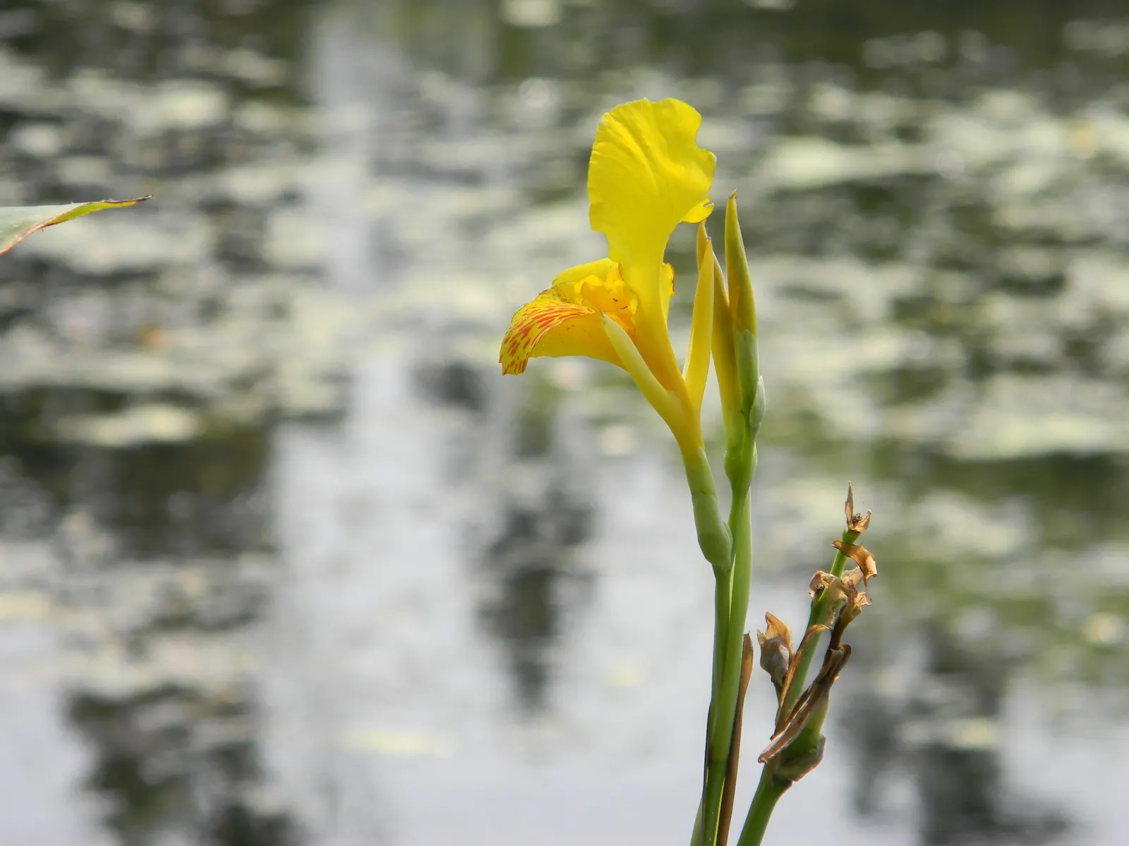 Common Garden Canna (Canna 'Erebus') — With its lush appearance and low maintenance