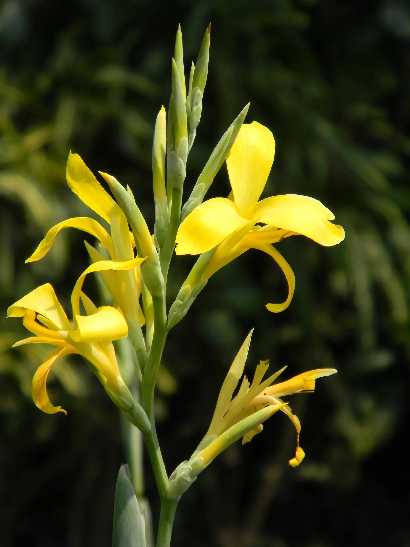 Common Garden Canna (Canna 'Erebus') — This variety of canna is hardy in USDA zones 7 through 10