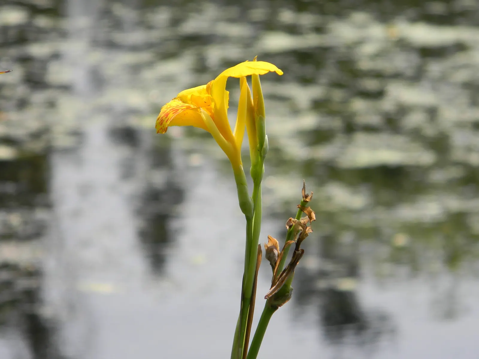 Common Garden Canna (Canna 'Erebus') — pink flowers in the garden
