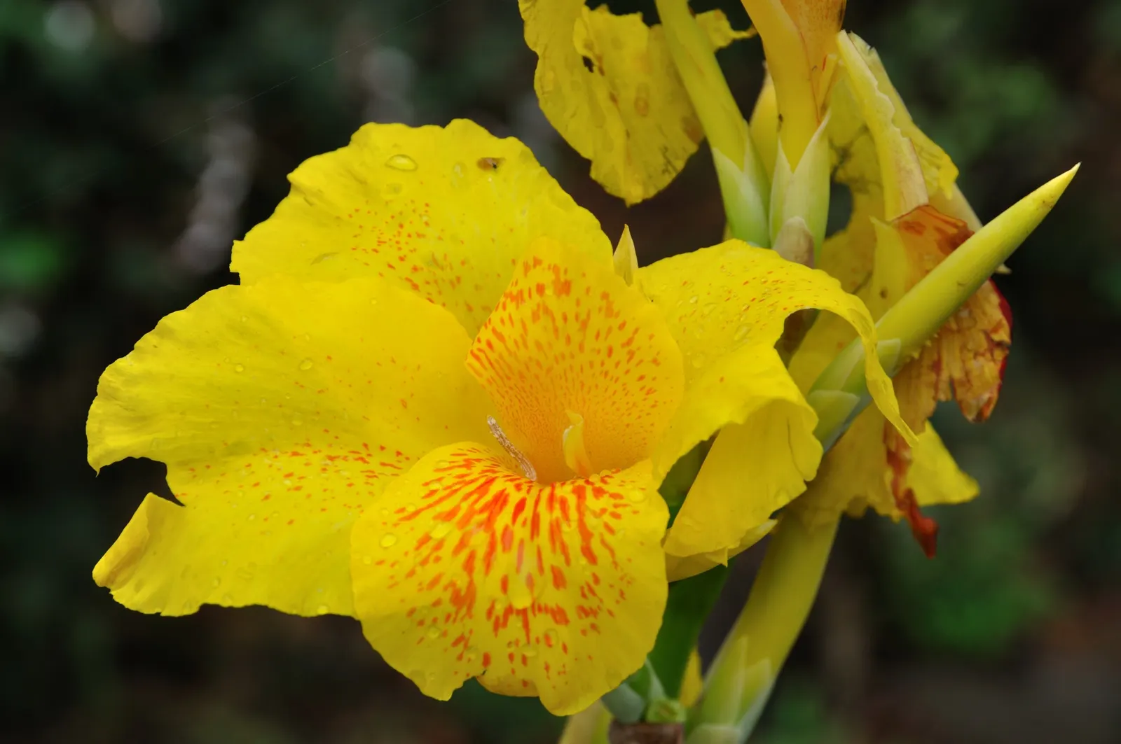 Common Garden Canna (Canna 'Erebus') — to keep the soil consistently moist but not waterlogged