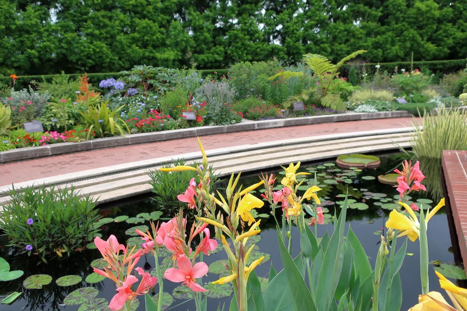 Common Garden Canna (Canna 'Erebus') — The Canna 'Erebus' boasts striking foliage and blooms