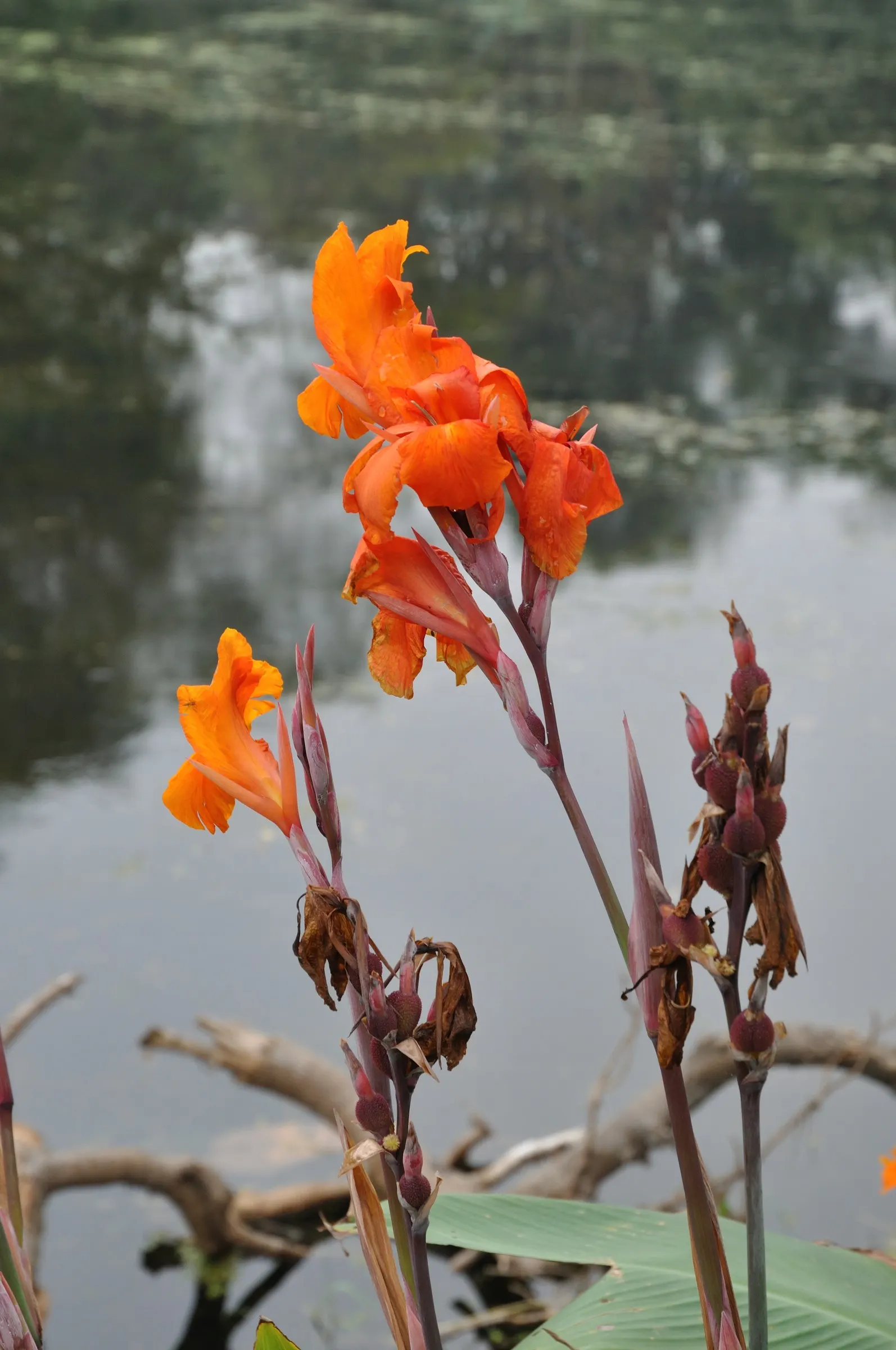 Common Garden Canna (Canna 'Erebus') — the Erebus showcases its true glory; hardy and robust, 'Erebus' offers a tropical flair, ideal for borders or focal