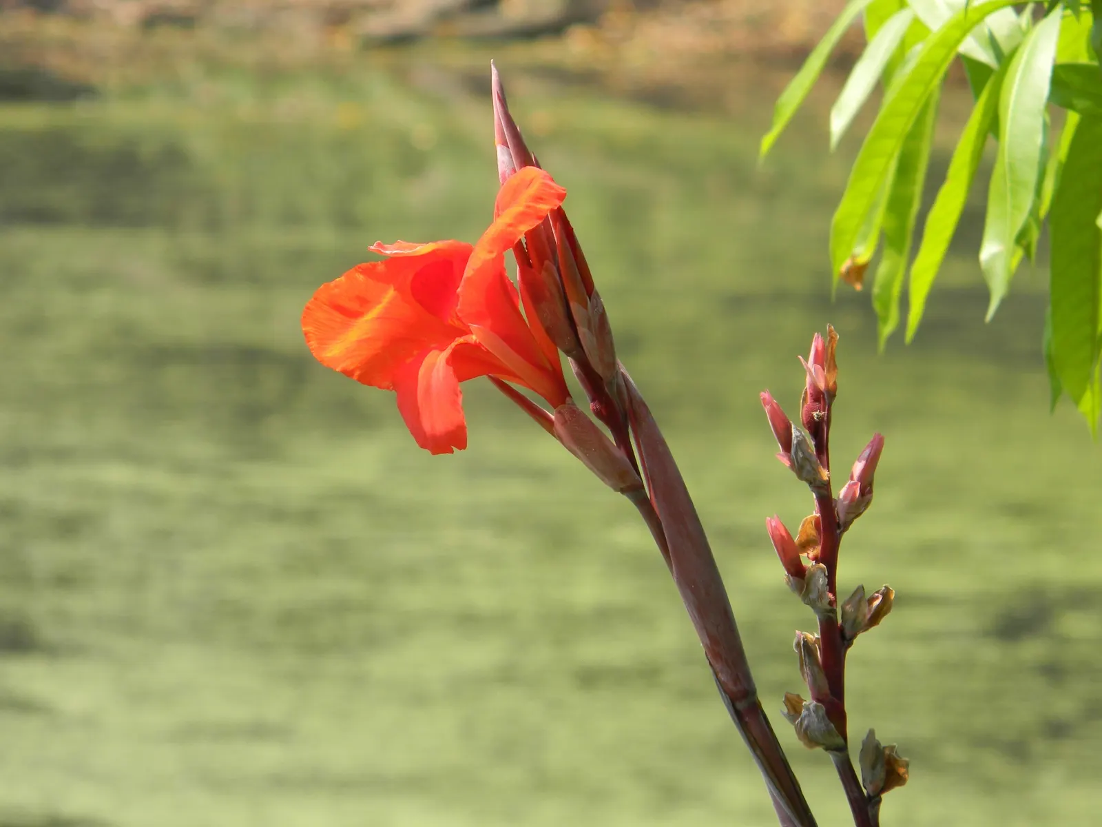 Common Garden Canna (Canna 'Erebus') — deadheading spent flowers can encourage a longer blooming period